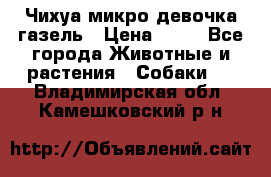 Чихуа микро девочка газель › Цена ­ 65 - Все города Животные и растения » Собаки   . Владимирская обл.,Камешковский р-н